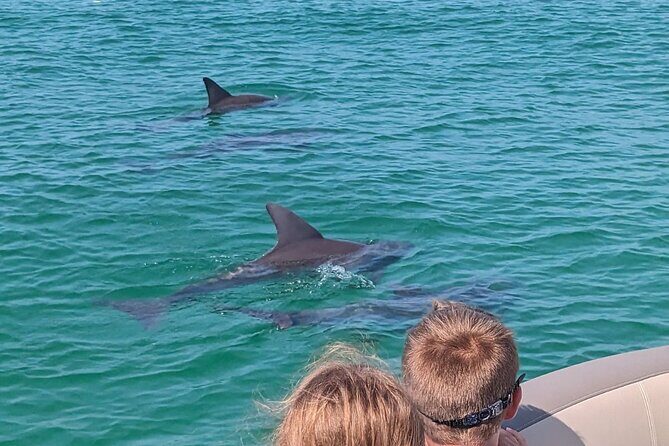 One Hour Harbor Shared Tour with Dolphin Watching - Who Would Love This Tour?