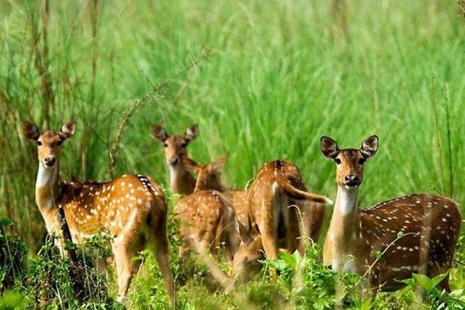 One Night Chitwan Tour From Kathmandu or Pokhara, Return Trip - Additional Terms and Conditions