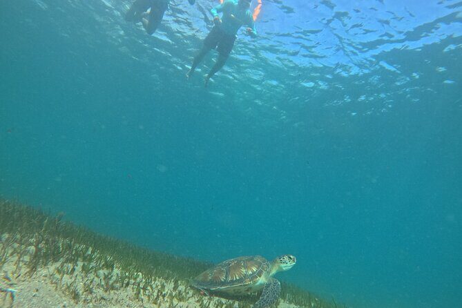 One on One Snorkel Experience - Exploring the Experience in Detail