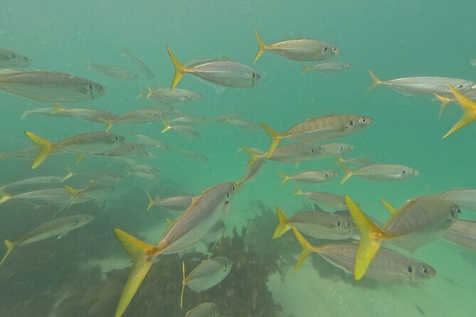 One on One Snorkel Experience - The Sum Up