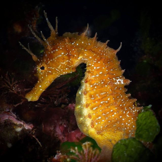 One Scuba Diving Day Trip to Costa Brava - Additional Notes