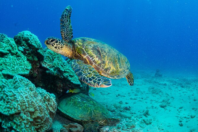 One Tank Scuba Diving in Kauai South Shore Certified Diver Only - Overview and Inclusions