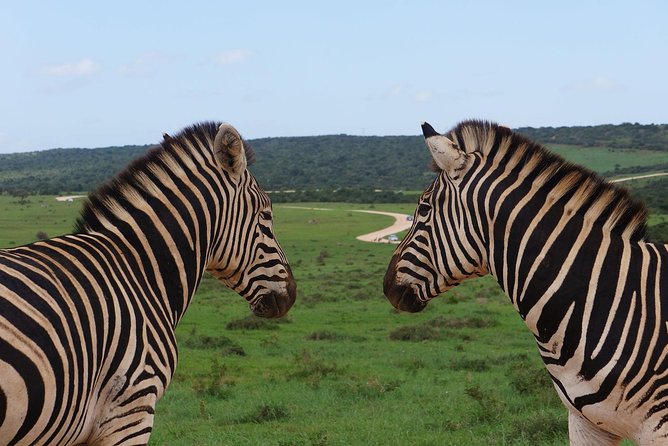 One-Way Hop-On Hop-Off Bus From Port Elizabeth to Cape Town - Additional Info