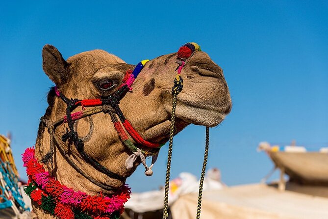 One Way Transfer From Jaipur To Pushkar in AC Vehicle - Participant Guidelines