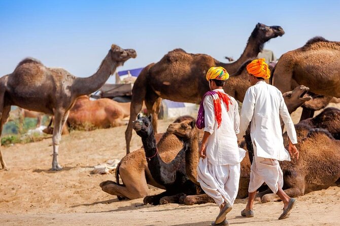 One Way Transfer From Jaipur To Pushkar in AC Vehicle - The Sum Up