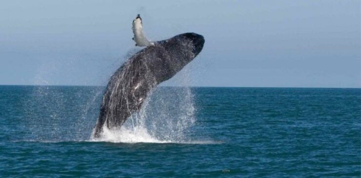 One-week South Coast Nature Cruise - Cruise Highlights