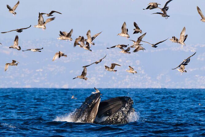 Open Boat Whale Watching - Frequently Asked Questions  