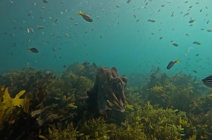 Open Group Snorkelling Experience - Who Will Love This Tour?