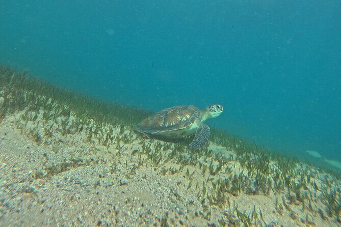 Open Group Snorkelling Experience - Final Thoughts