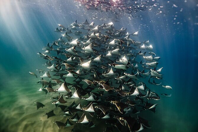 Open Ocean Safari and Whale Watching - Good To Know