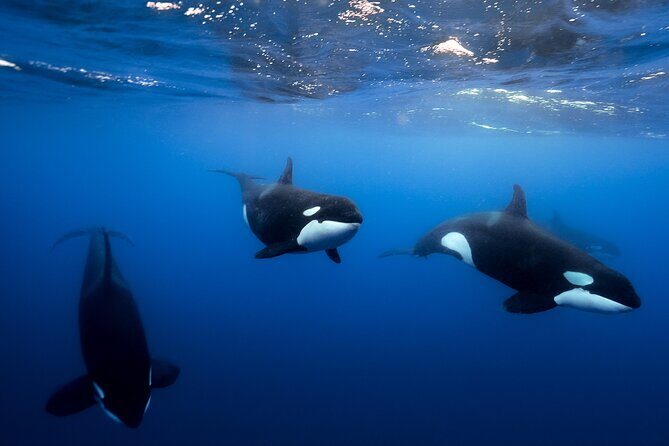 Open Ocean Safari and Whale Watching - The Experience: What to Expect