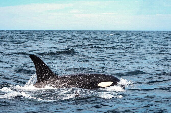 Open Ocean Safari and Whale Watching - In-Depth Review: The Marine Encounter Experience