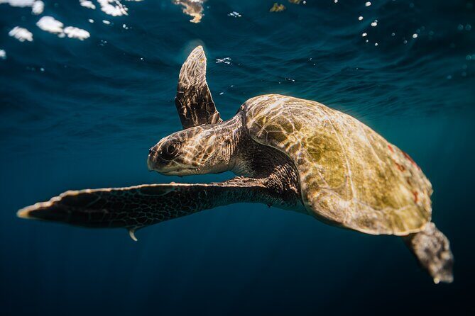 Open Ocean Safari and Whale Watching - Final Thoughts