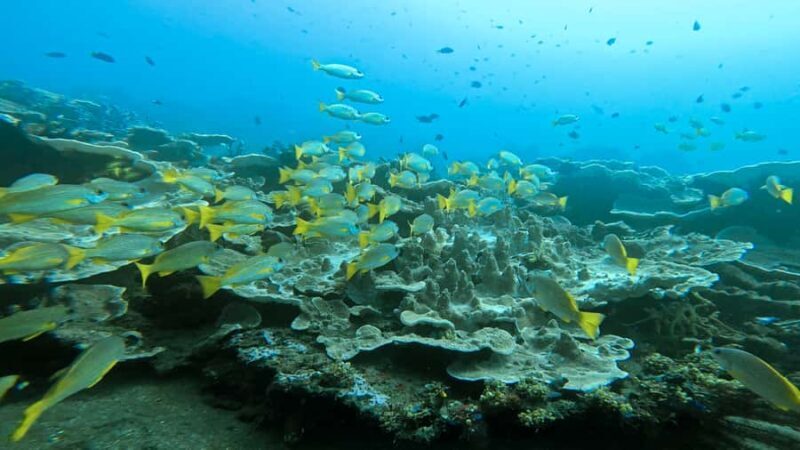 Open Water Course at Liberty Wreck & Kayak Adventure in Bali - Who Should Consider This Course?