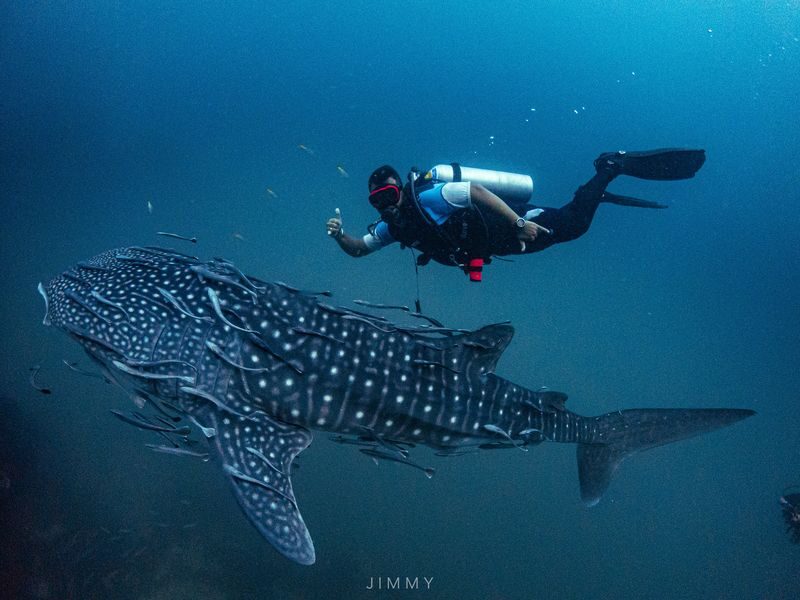 Open Water Course Experience at Koh Tao - Three days to your first scuba certification