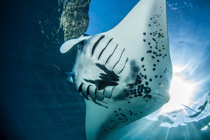 Open Water Course in Nusa Lembongan - Get Certified on Remote Island (Next Bali) - Course Overview and Details