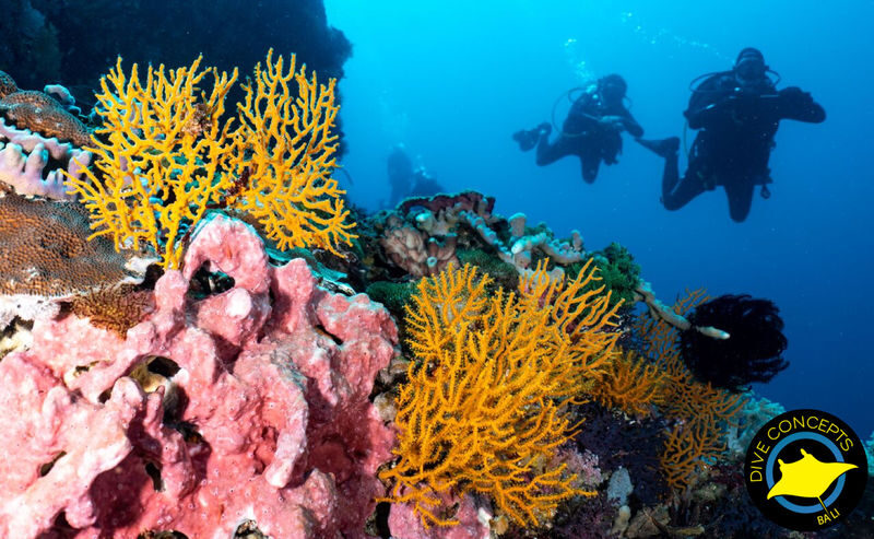 Open Water Course in Tulamben (2 days) by Dive Concepts Bali - Why Tulamben suits a first course