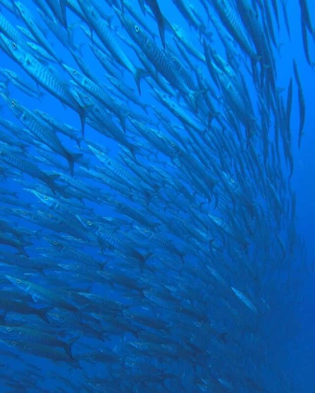 Open Water Course Koh Tao 2.5 Days + Free Hotel Pick up - Good To Know