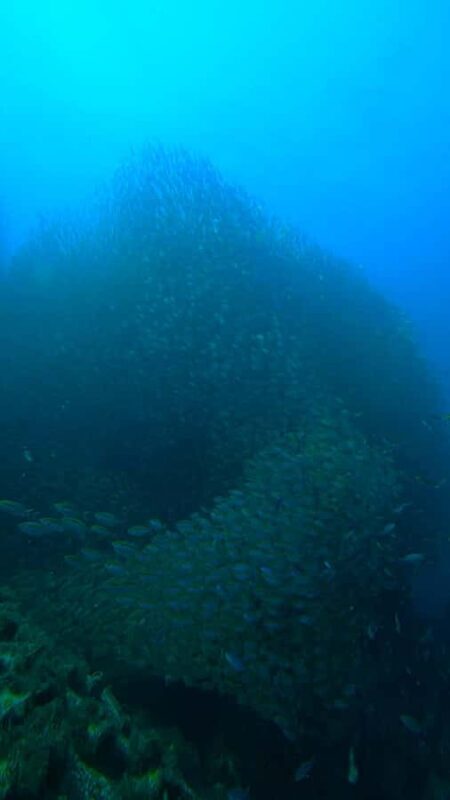 Open Water Course Koh Tao 2.5 Days + Free Hotel Pick up - FAQ