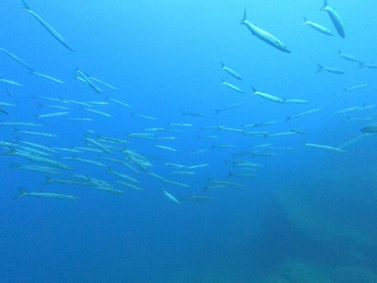 Open Water Diver 1st Level Course in Villasimius - Course Details