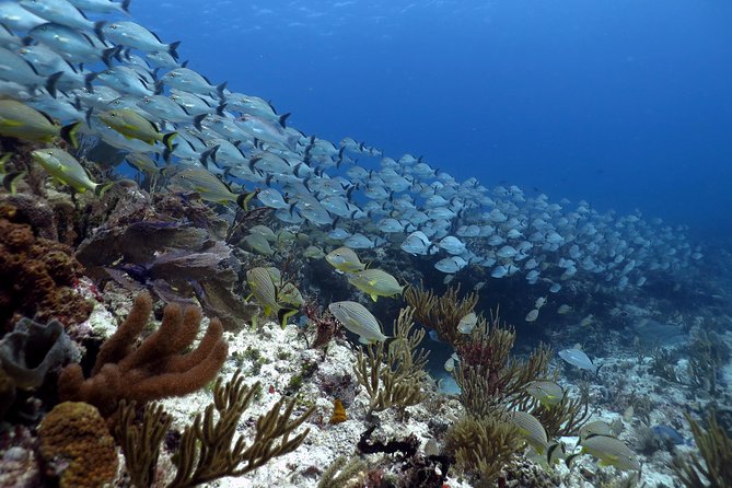 Open Water Diver 2-Day PADI Course in Playa Del Carmen - What To Expect