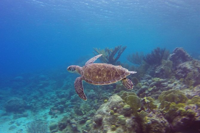 Open Water Diver Course at Blue Bay Dive in Curacao - Confirmation and Booking