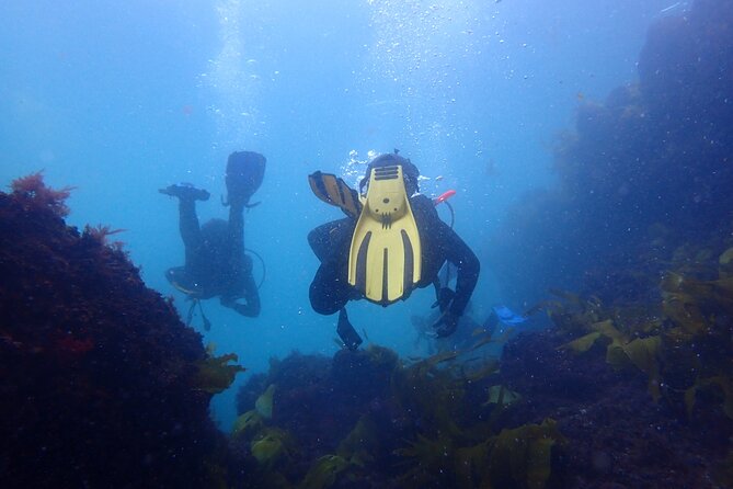 Open Water Diver Course in Arrabida Natural Park (Near Lisbon) - Common Questions