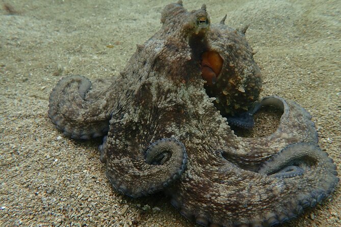 Open Water Diver Course in Arrabida Natural Park (Near Lisbon) - The Sum Up