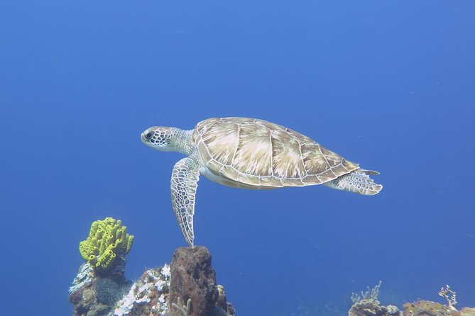 Open Water Diver Course PADI in Cancun - Course Overview