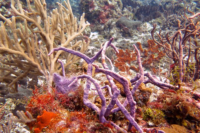 Open Water Diver Course PADI in Cancun - Common Questions