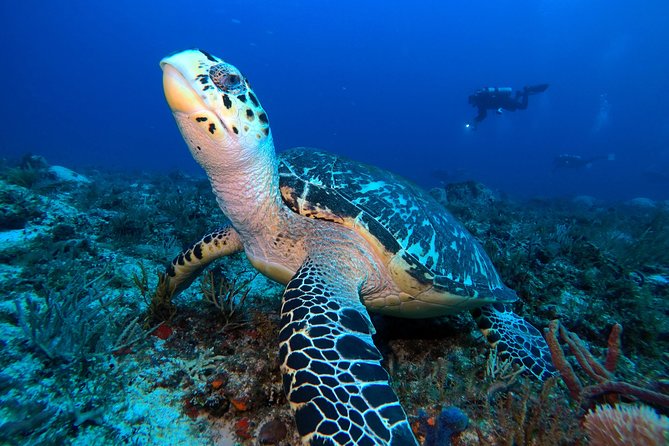 Open Water Diver Course PADI Including Underwater Video - Course Details