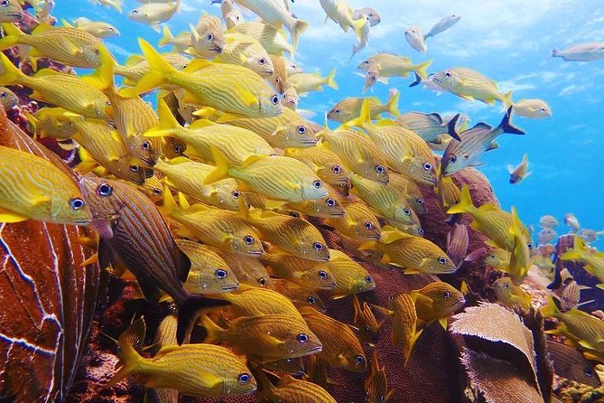 Open Water Diver Course PADI Including Underwater Video - Cancellation Policy