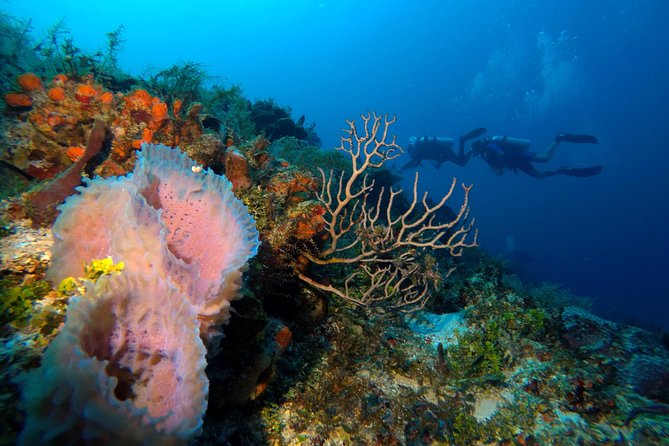 Open Water Diver Course PADI Including Underwater Video - Underwater Video Inclusion