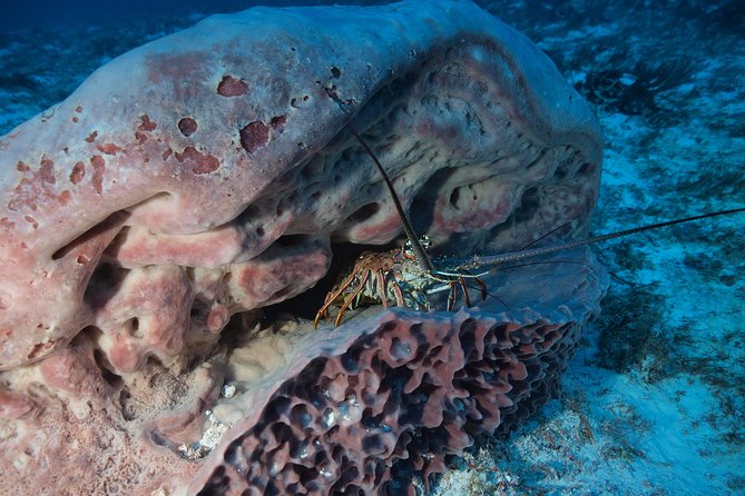 Open Water Diver Course PADI Including Underwater Video - The Sum Up