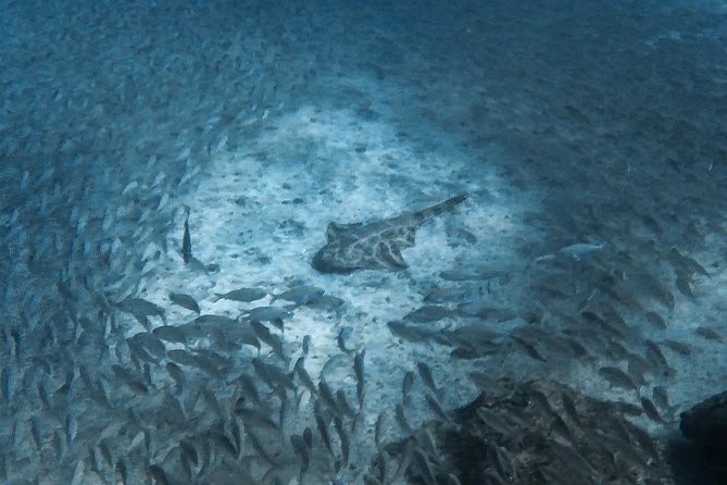 Open Water Diver Scuba Diving Course in Puerto De Mogan - Directions to the Dive Center