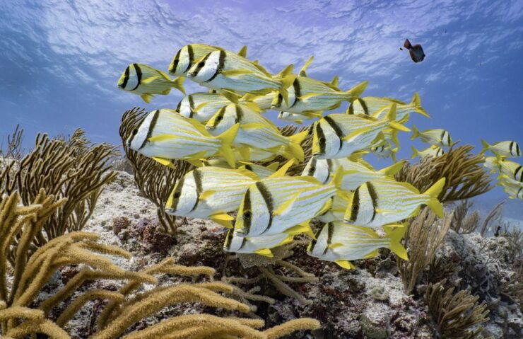 Open Water PADI Diver Course in Cozumel - Course Overview