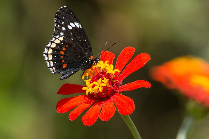 Openwork Butterfly Garden - Location and Access