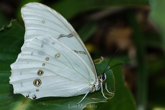 Openwork Butterfly Garden - Admission Fees and Discounts