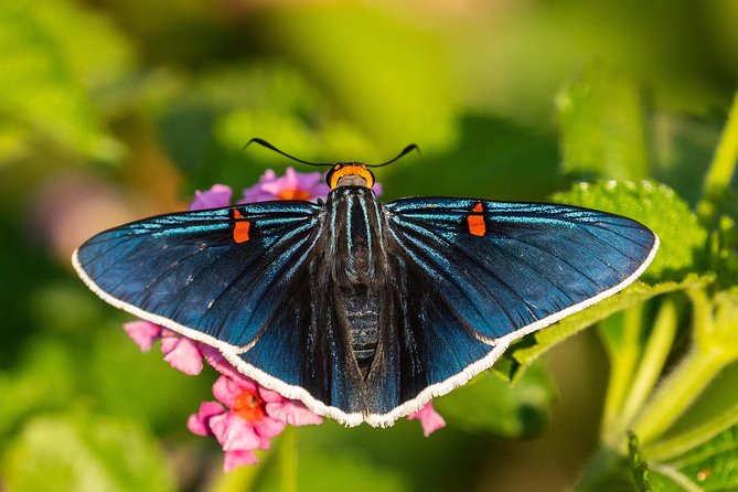Openwork Butterfly Garden - Opening Hours and Seasonality