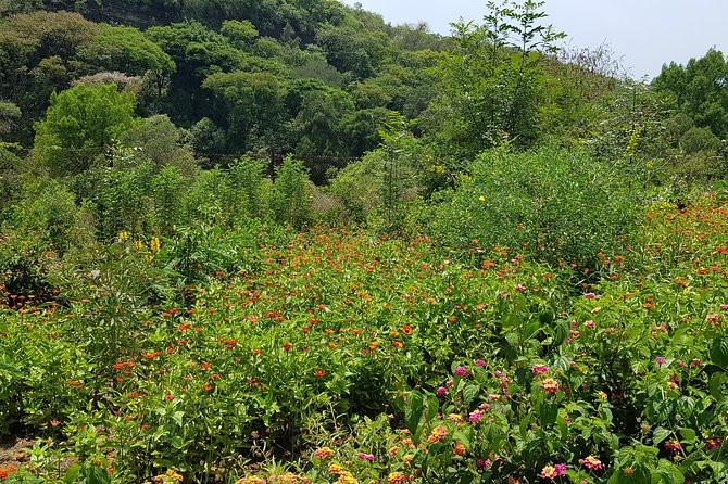 Openwork Butterfly Garden - Photography and Picnic Opportunities