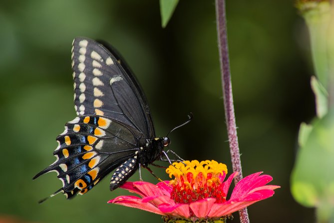 Openwork Butterfly Garden - Conservation and Education Initiatives