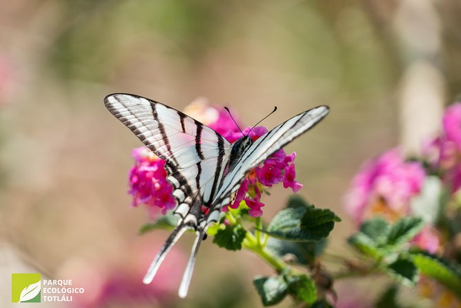 Openwork Butterfly Garden - Common Questions