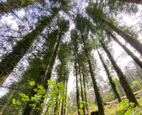 Oporto: Challenging Trail to Marão Mountain With Picnic - Trail Features and Scenery
