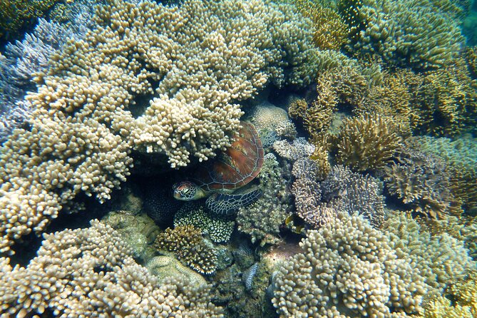 Option A: 2 1/4 Hour Low Isles Reef Sprinter Snorkelling Tour - Additional Information