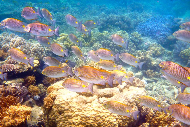 Option A: 2 1/4 Hour Low Isles Reef Sprinter Snorkelling Tour - Directions