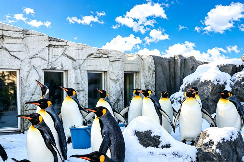 Optional Snowmobile | Hokkaido Winter Day Tour | Asahiyama Zoo Penguin Walk & Ningle Terrace Illumination | Multiple Routes Available - What guides and transport add