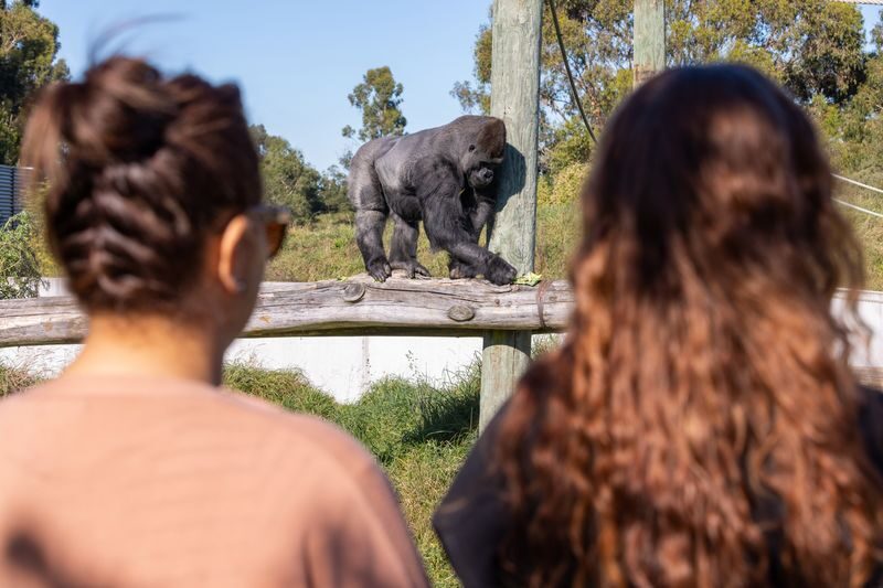 Orana Wildlife Park Admission Ticket - A wildlife park built for a longer walk