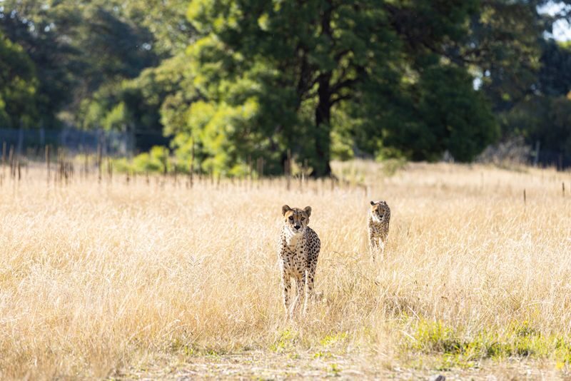 Orana Wildlife Park Admission Ticket - Start with the daily schedule