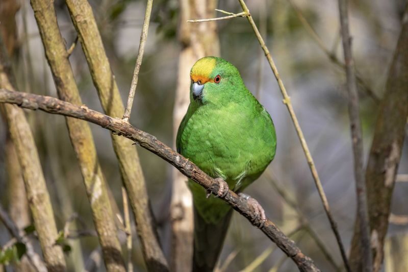 Orana Wildlife Park Admission Ticket - Conservation adds meaning to the animal stops