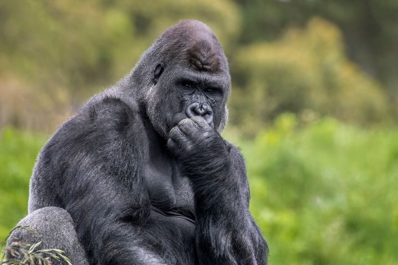 Orana Wildlife Park Admission Ticket - What the ticket price buys you